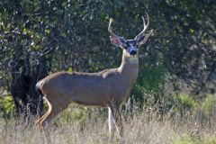 09-01-04-Four-point-buck-at-the-American-River-Gold-River-Ca-2_MG_2255