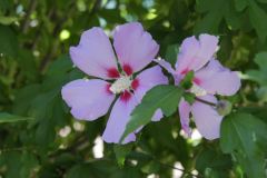 18-06-27-Dave-and-Sue-Knopp-back-yard-pink-Hybiscus-bush-2-_MG_0952