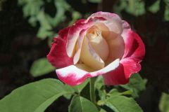 19-06-26-Double-Delight-rose-bloom-Veterans-garden-Auburn-Ca-2-_MG_1247