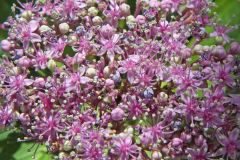 19-06-26-Mountain-Hydrangea-Auburn-Ca-6-_MG_1046