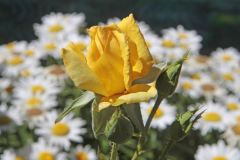19-06-26-Yellow-rose-in-full-display-with-a-background-of-daisies-Auburn-Ca-4-_MG_1268
