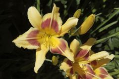 19-06-26-yellow-Lilium-Grand-Cru-Veteran-garden-Auburn-Ca-2_MG_1058