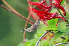 20-09-14-Rufus-Humming-Bird-sipping-nectar-from-Lucifer-bloom-Orangevale-Ca-2-_MG_0572