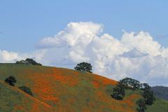 20-4-16-The-hills-near-Jackson-Ca-are-alive-with-a-delicious-blanket-of-wild-orange-California-Poppies-2-_MG_0495